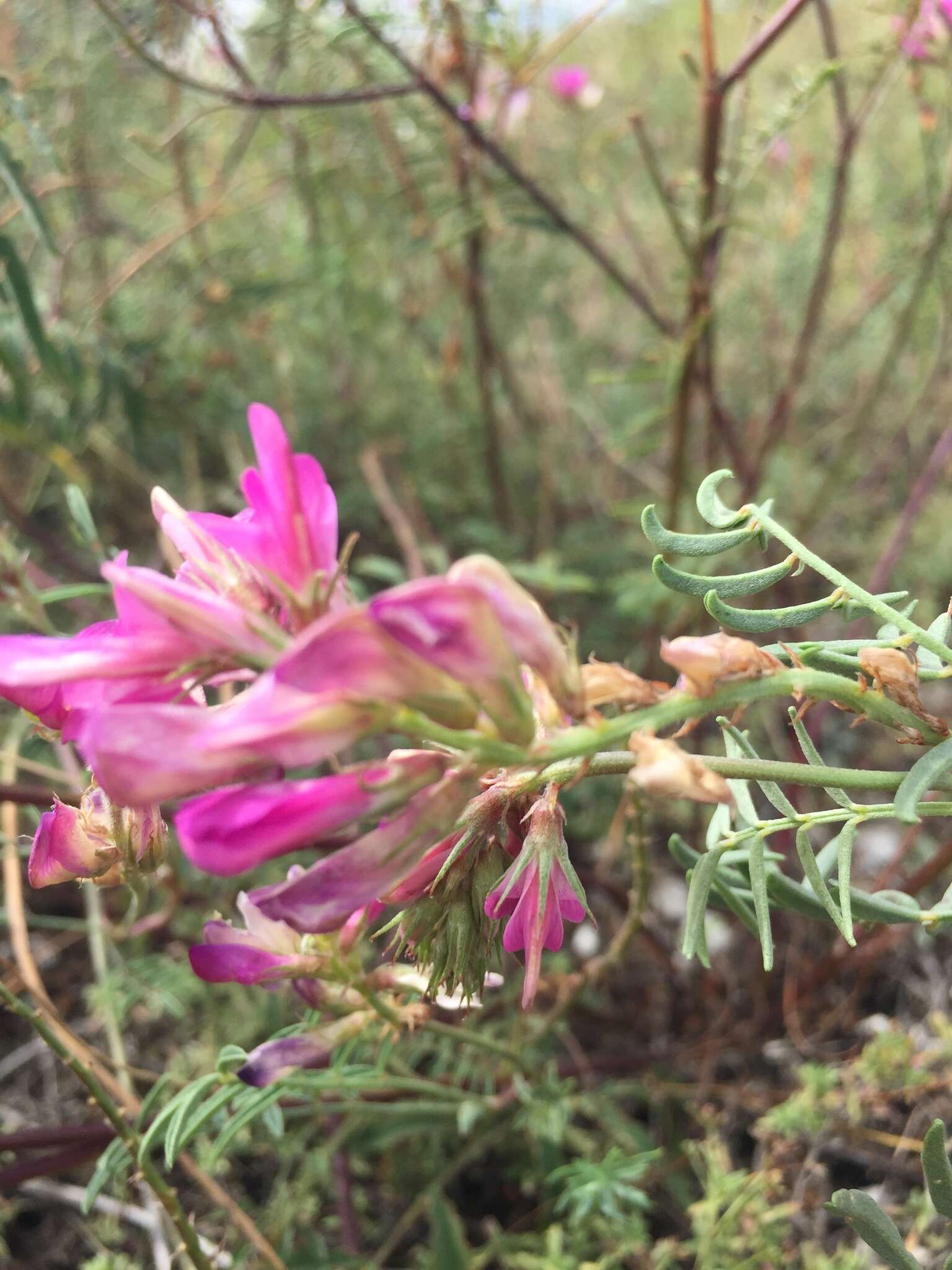 Image of Hedysarum ucrainicum Kaschm.