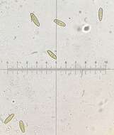 Image of Boletus billieae Both, Bessette & W. J. Neill 2001