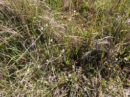 Image de Collinsia sparsiflora var. collina (Jepson) Newsom