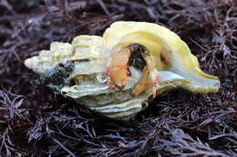 Image of Bering hermit crab