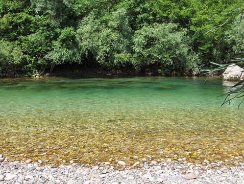 Image of Adriatic Salmon