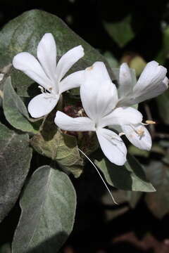 Image of Barleria albostellata C. B. Cl.