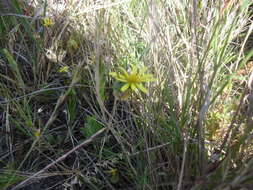 Ursinia anthemoides (L.) Poir. resmi