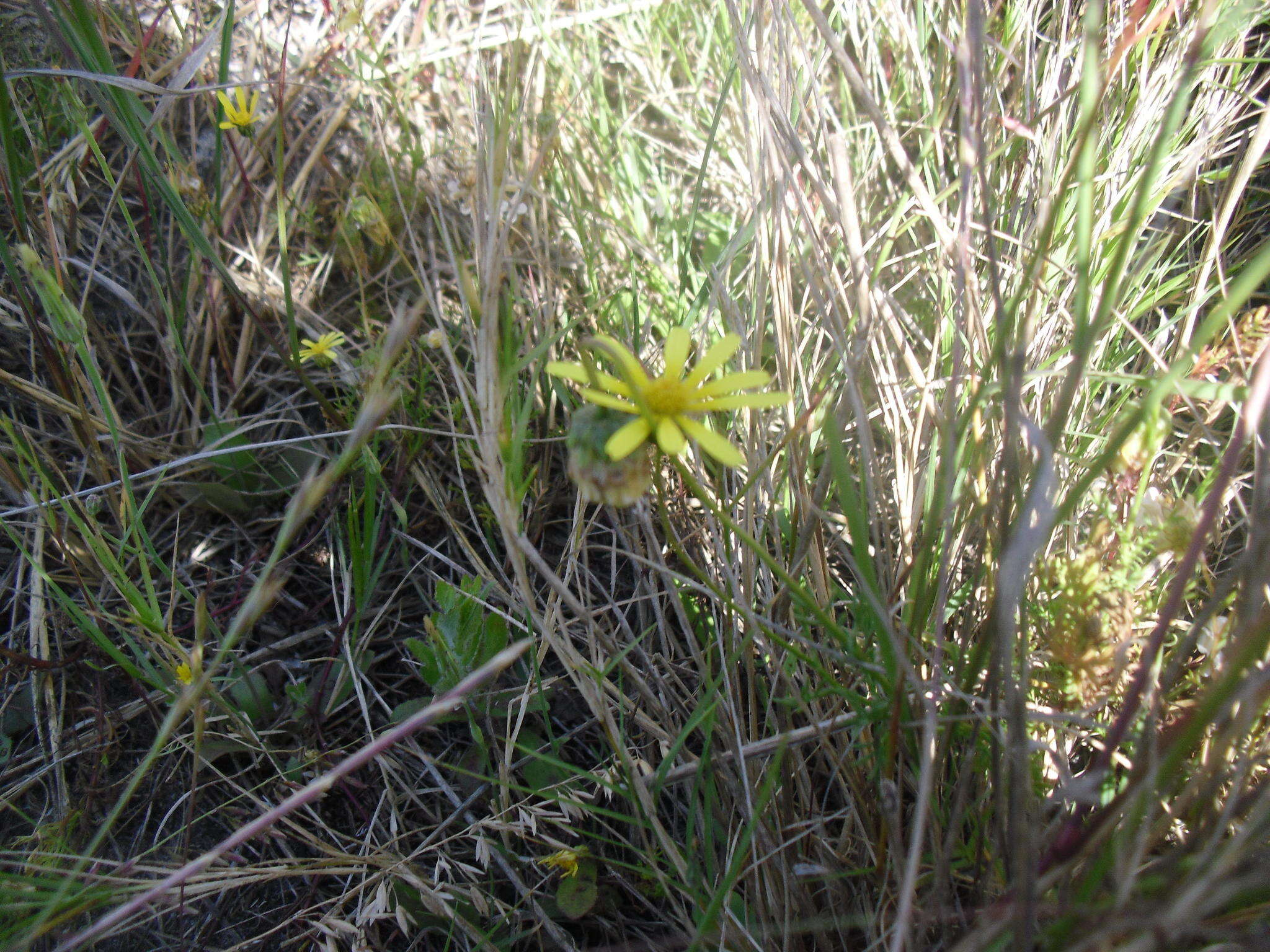 Ursinia anthemoides (L.) Poir. resmi