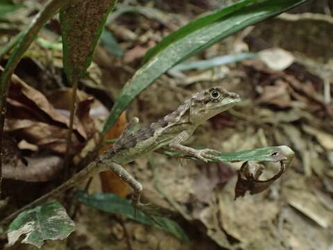 Image of Diploderma polygonatum ishigakiense (Van Denburgh 1912)