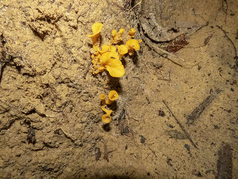 Image of Craterellus aureus Berk. & M. A. Curtis 1860