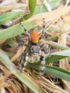 Image of Phidippus kastoni Edwards 2004