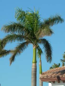 Image of Cuban Royal Palm