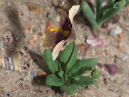 Image of Diascia bicolor K. E. Steiner