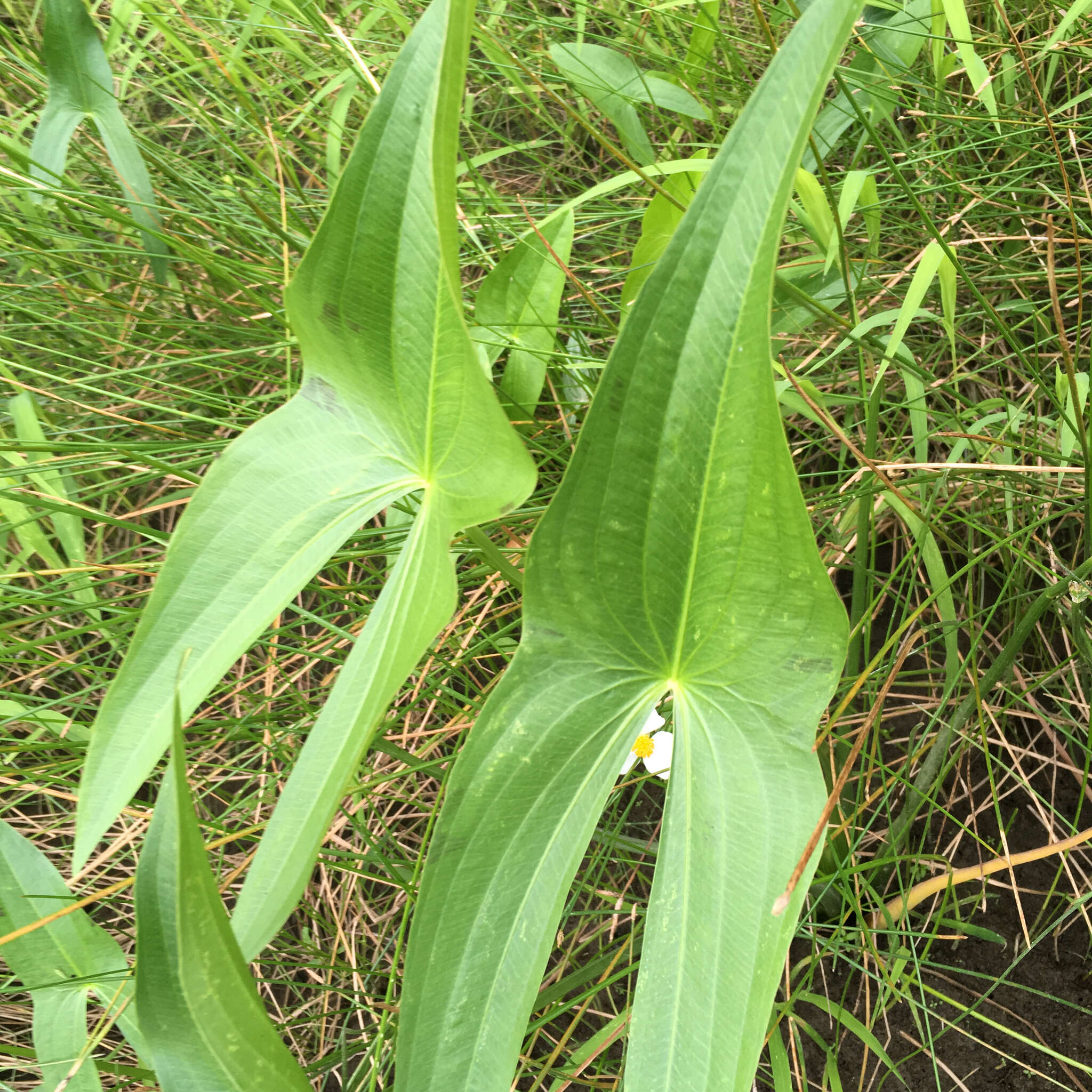 Sagittaria latifolia Willd. resmi