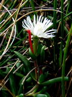 Image of Delosperma brevisepalum L. Bol.