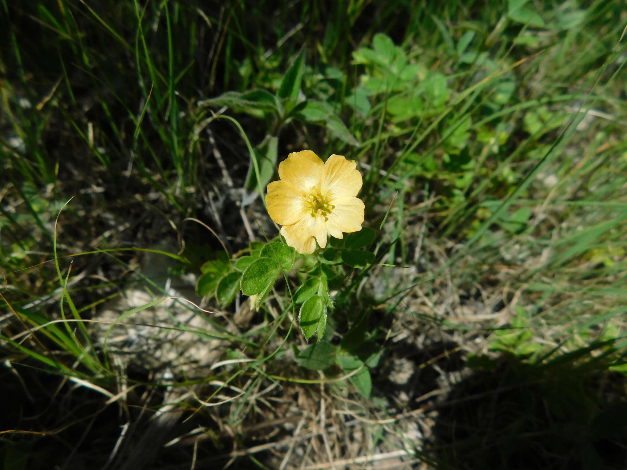 Image of Kallstroemia rosei Rydb.