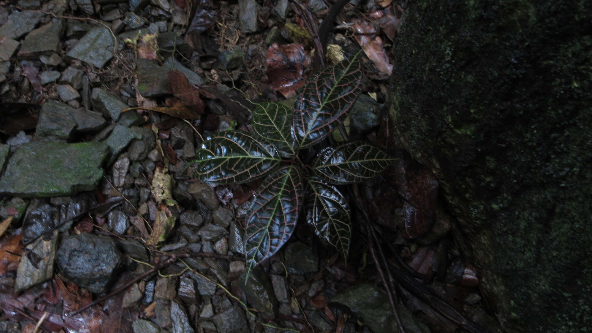 Image of <i>Echites rubrovenosus</i> Lindon