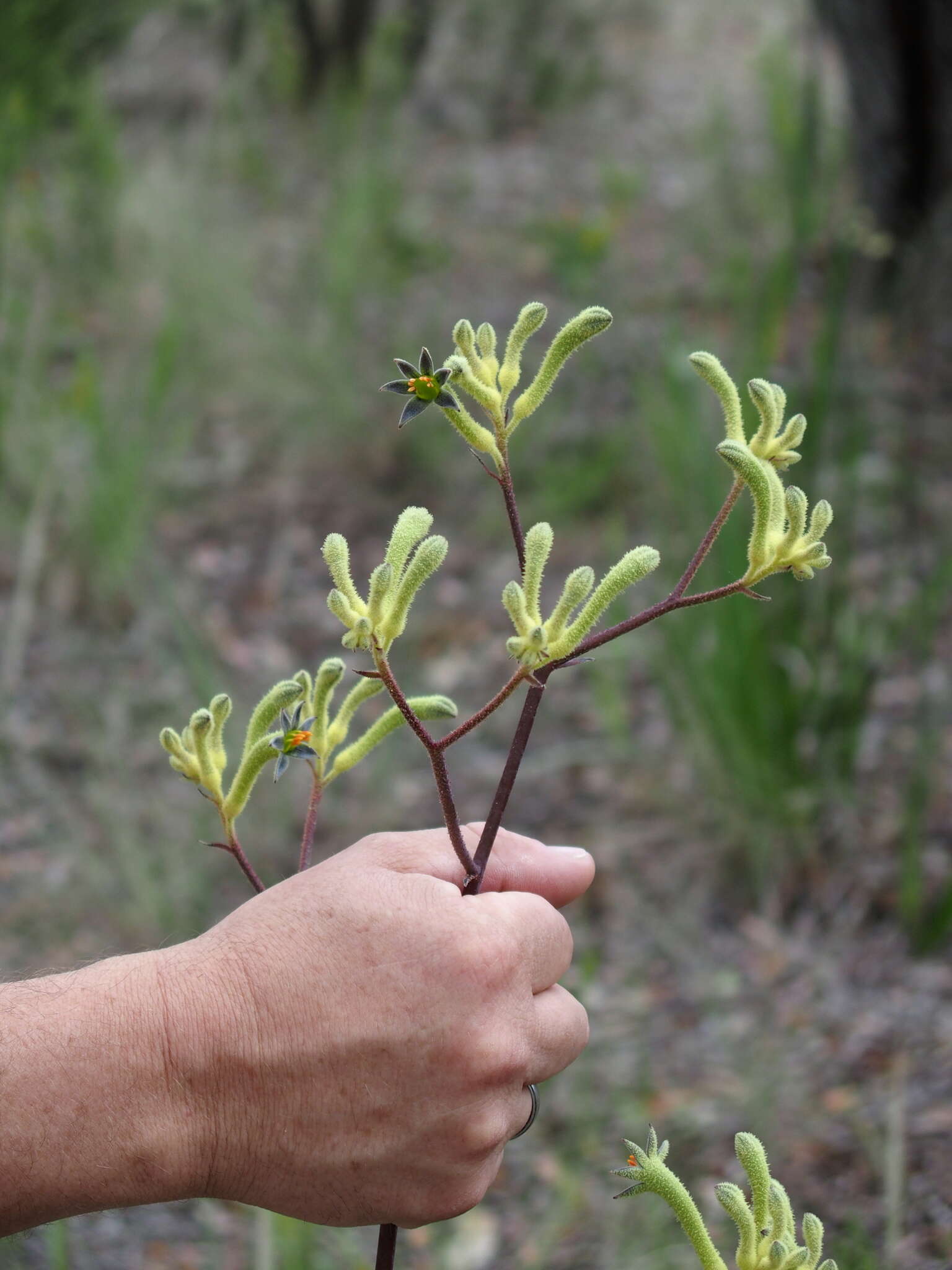 Imagem de Anigozanthos flavidus Redouté