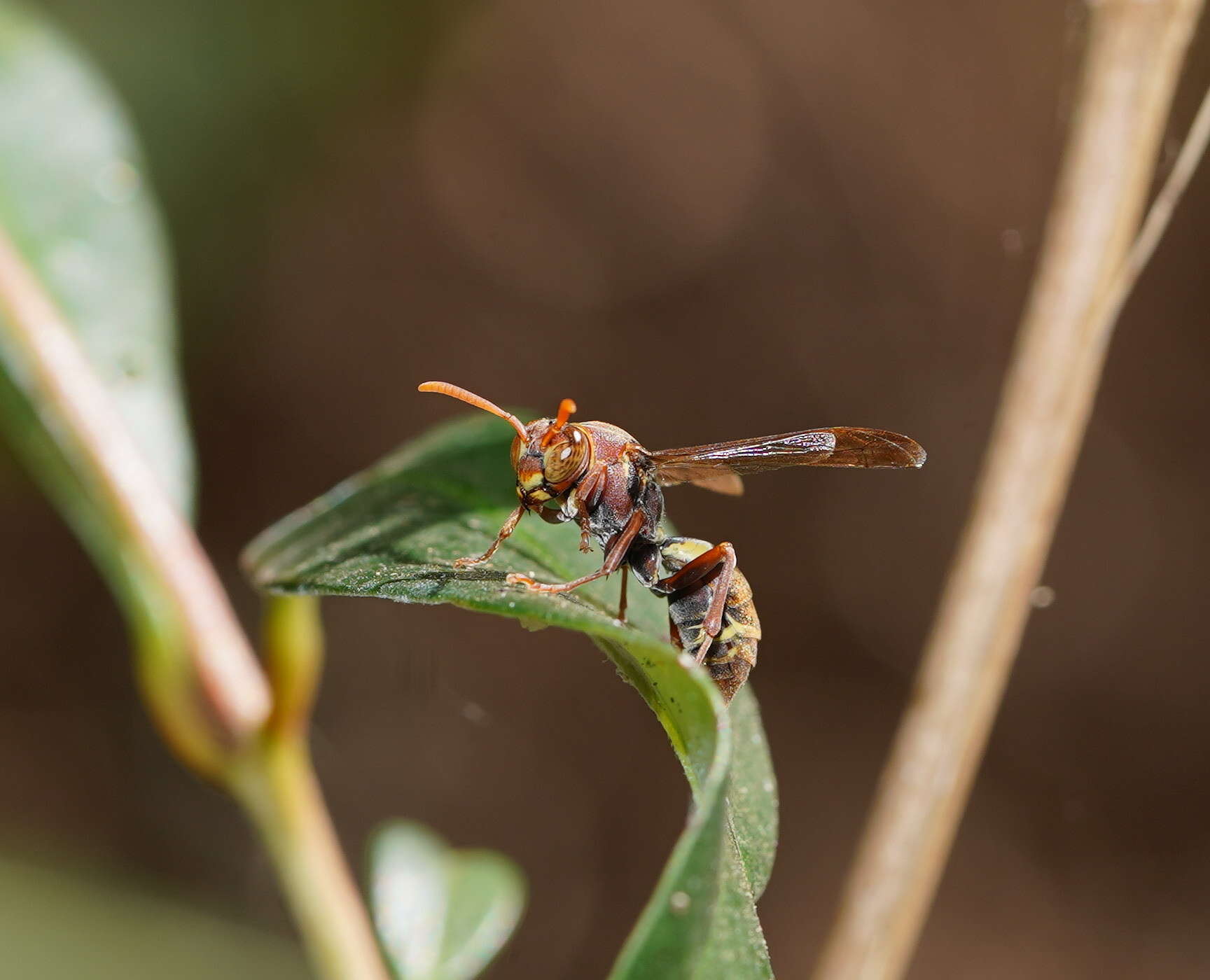 Image de Polistes humilis synoecus de Saussure 1853