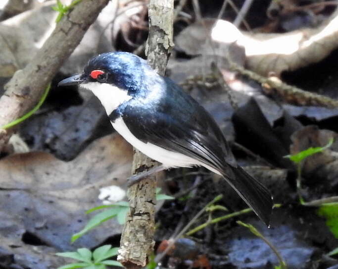 Platysteira peltata Sundevall 1850的圖片