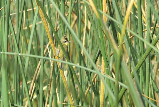 Image of Crested Doradito