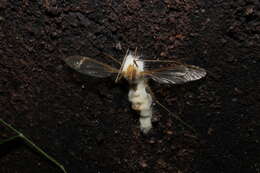 Слика од Erynia sepulchralis (Thaxt.) Remaud. & Hennebert 1980