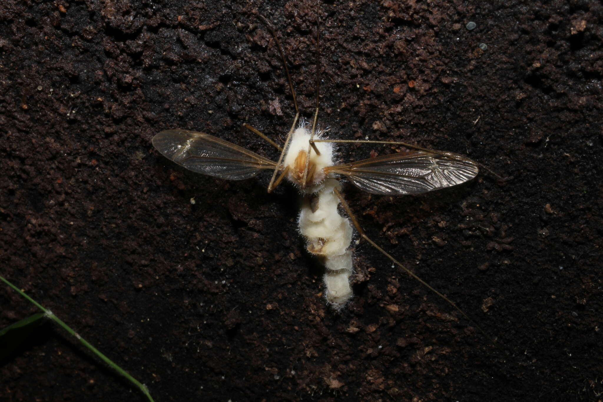 Image of Erynia sepulchralis (Thaxt.) Remaud. & Hennebert 1980