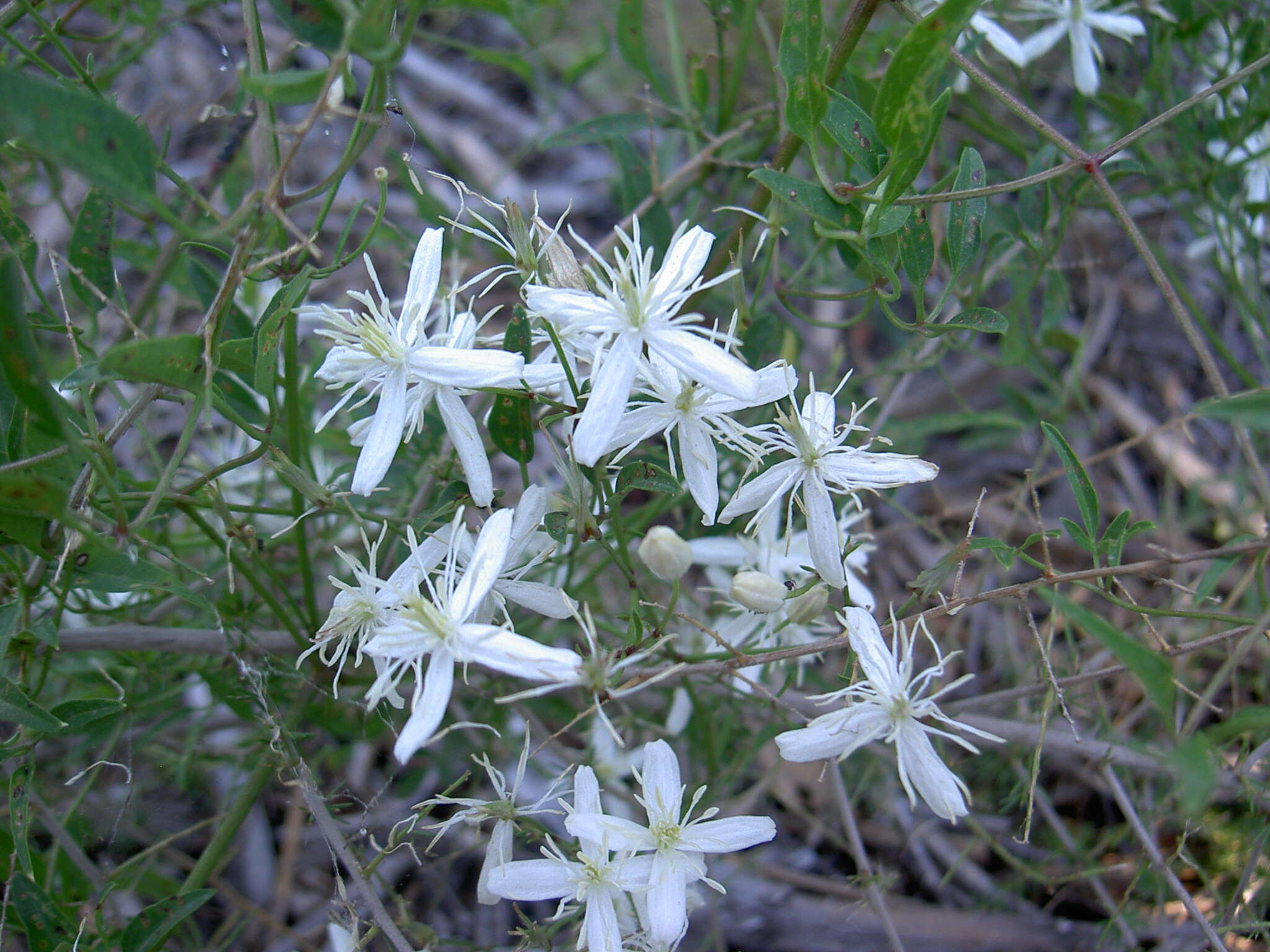 Image of fragrant clematis