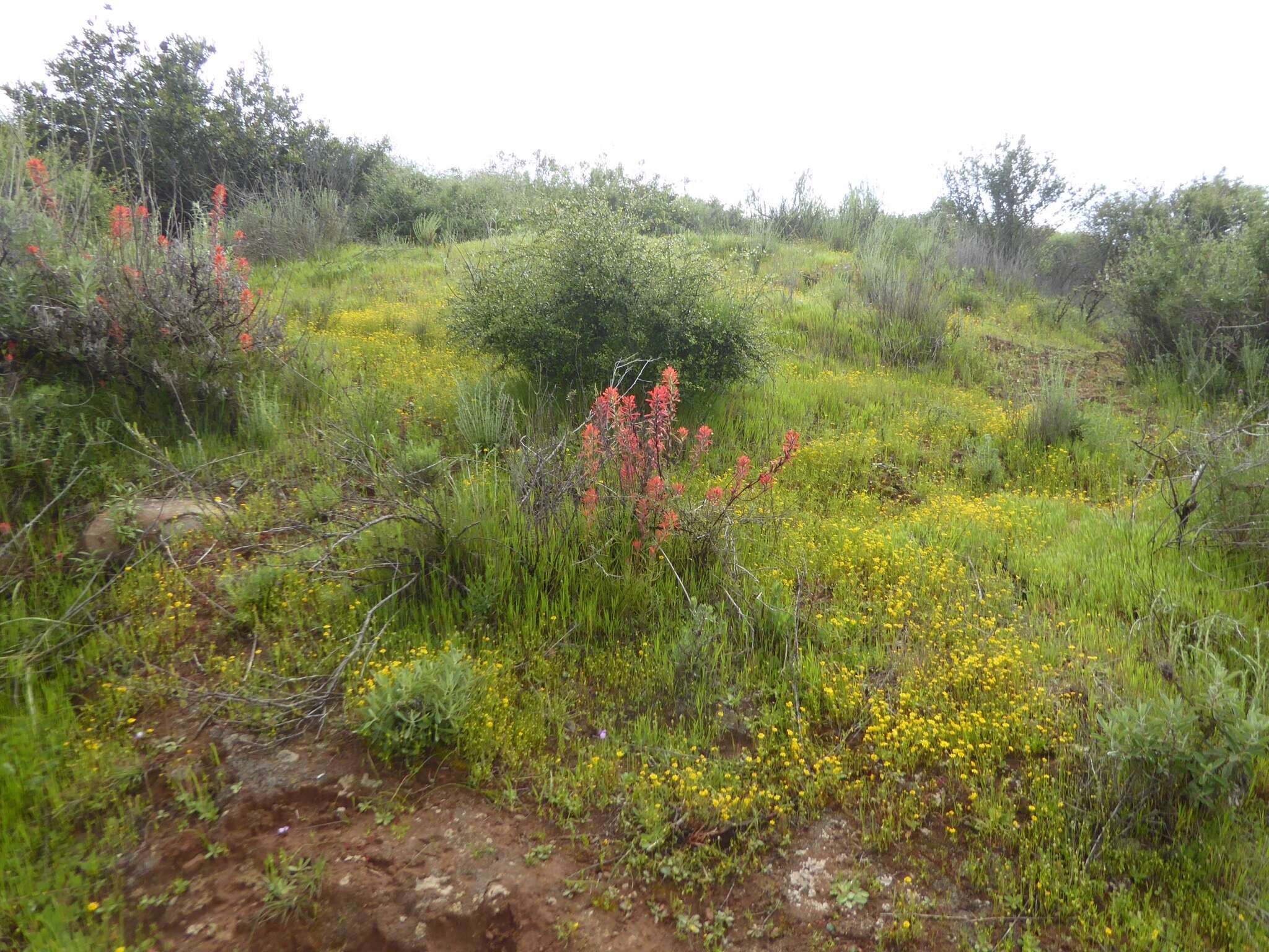 Image of coast Indian paintbrush