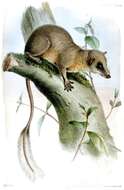 Image of pen-tailed treeshrews