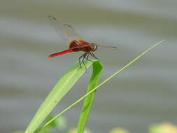 <i>Urothemis signata yiei</i> Asahina 1972 resmi