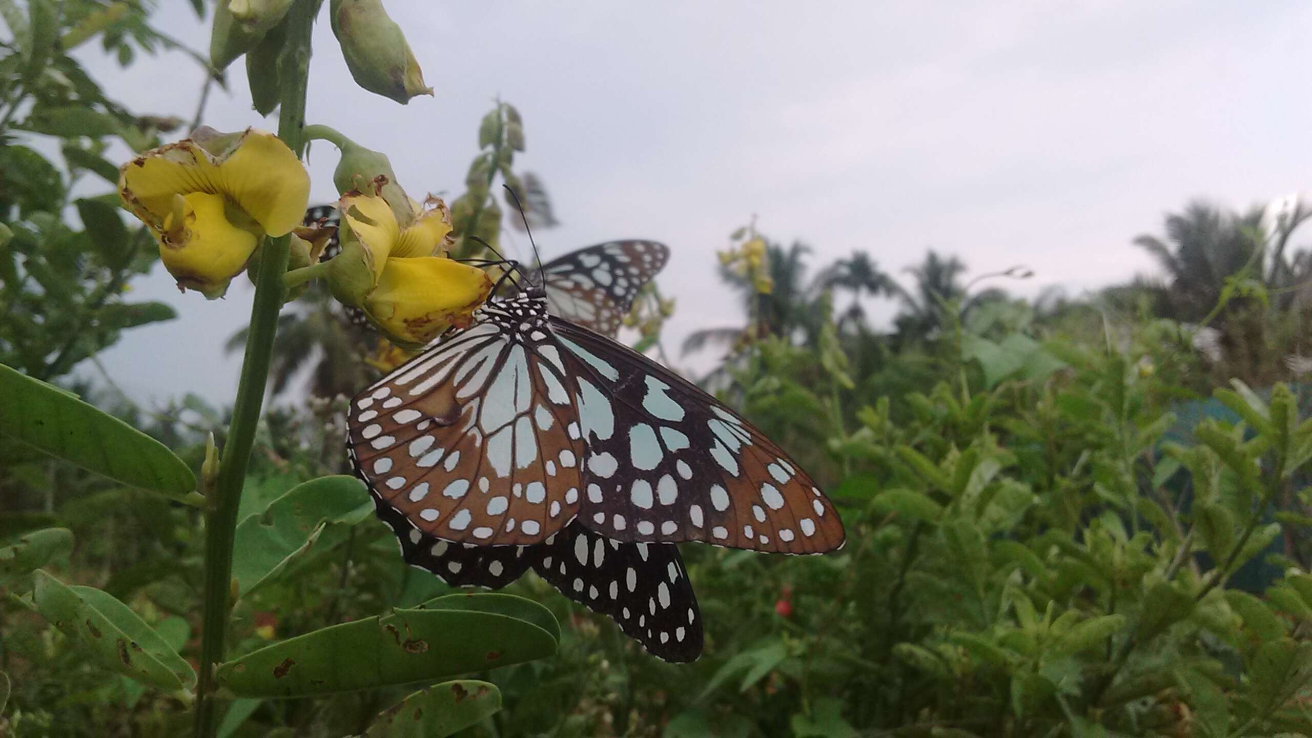 Image of Tirumala septentrionis