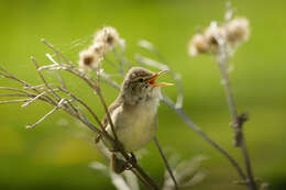 Image of Blyth's Reed Warbler