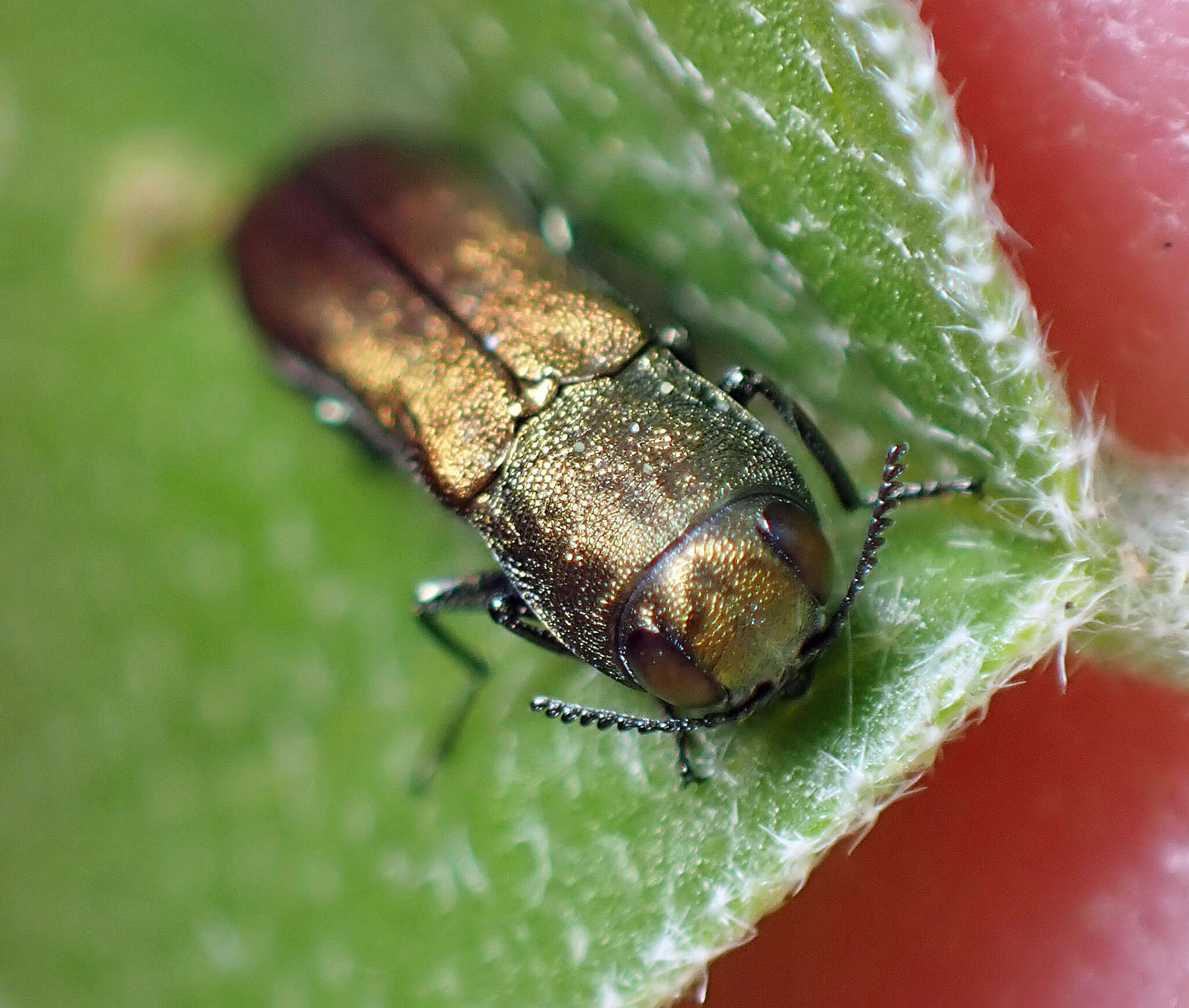 Image of Agrilus lacustris Le Conte 1860