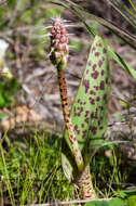 Image of Lachenalia longibracteata E. Phillips