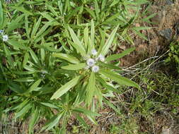 Image of Globularia salicina Lam.