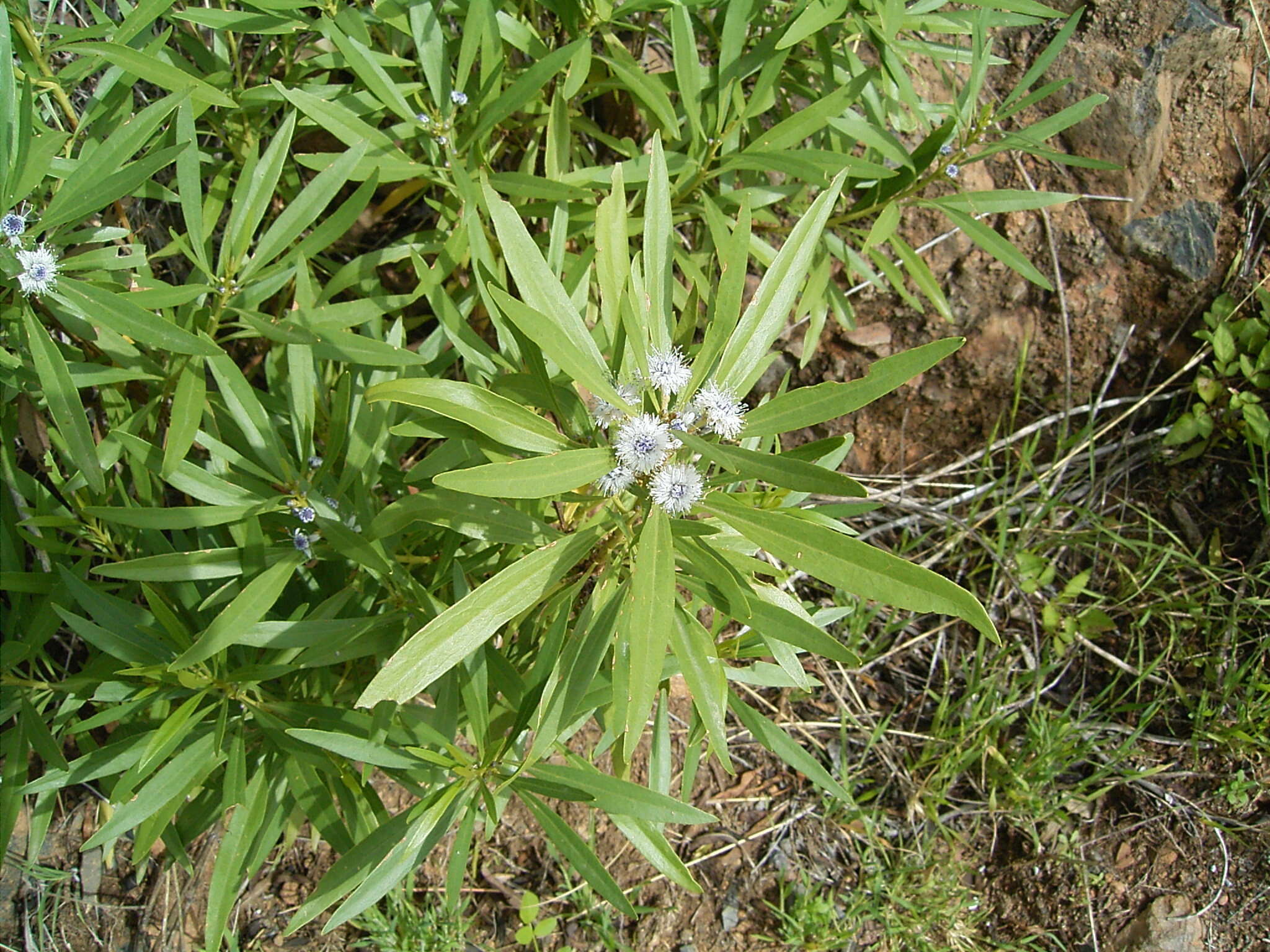 Image of Globularia salicina Lam.