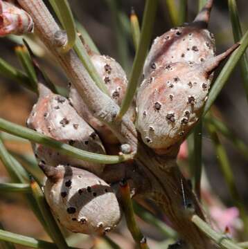 Image of Hakea invaginata B. L. Burtt