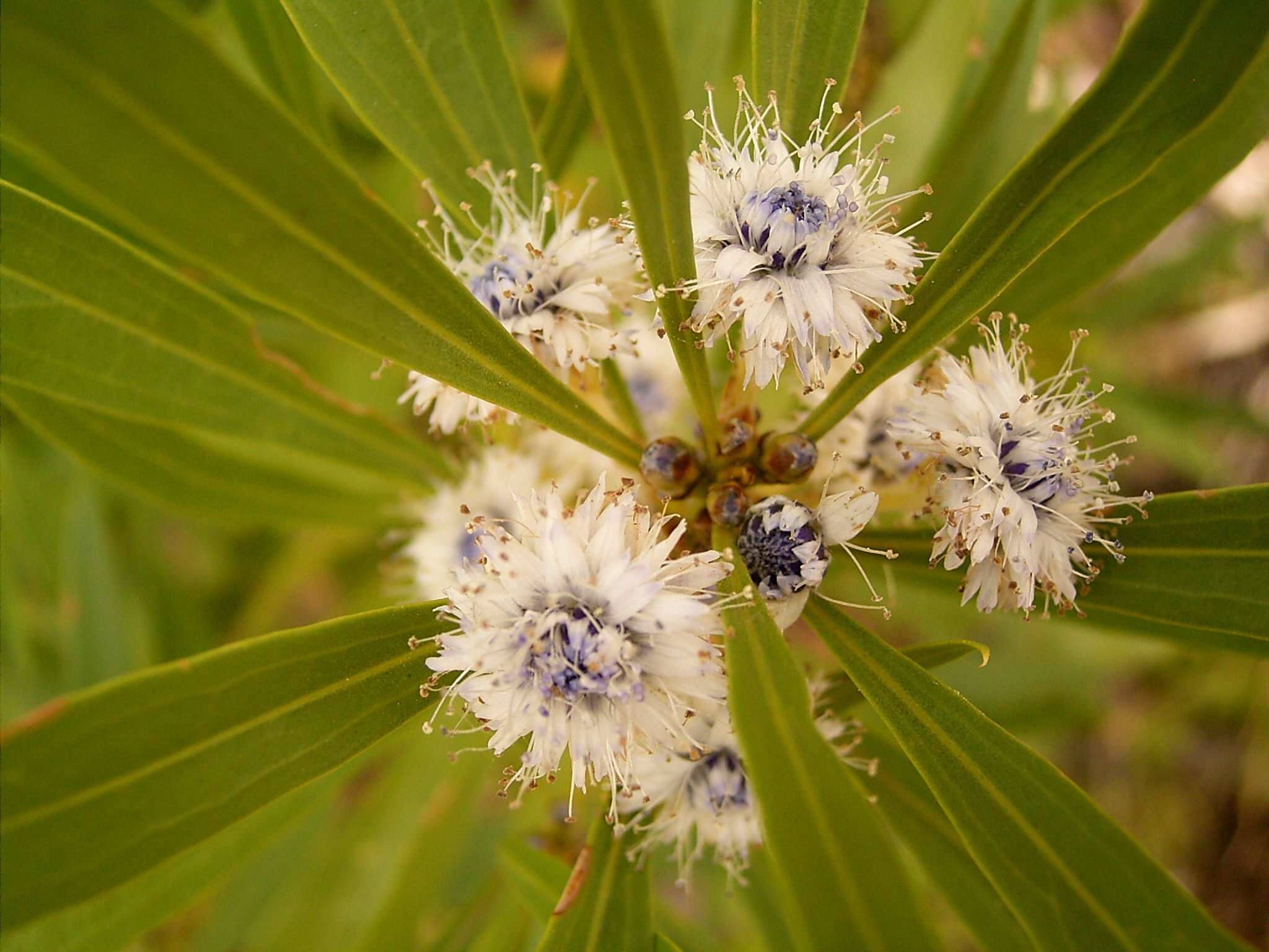 Image of Globularia salicina Lam.