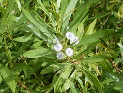 Image of Globularia salicina Lam.