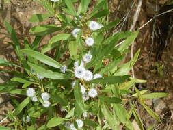 Image of Globularia salicina Lam.