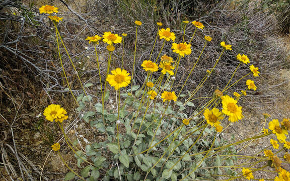 Sivun Encelia actonii Elmer kuva