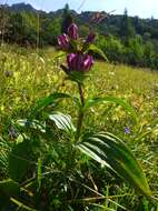 Image of Gentiana pannonica Scop.