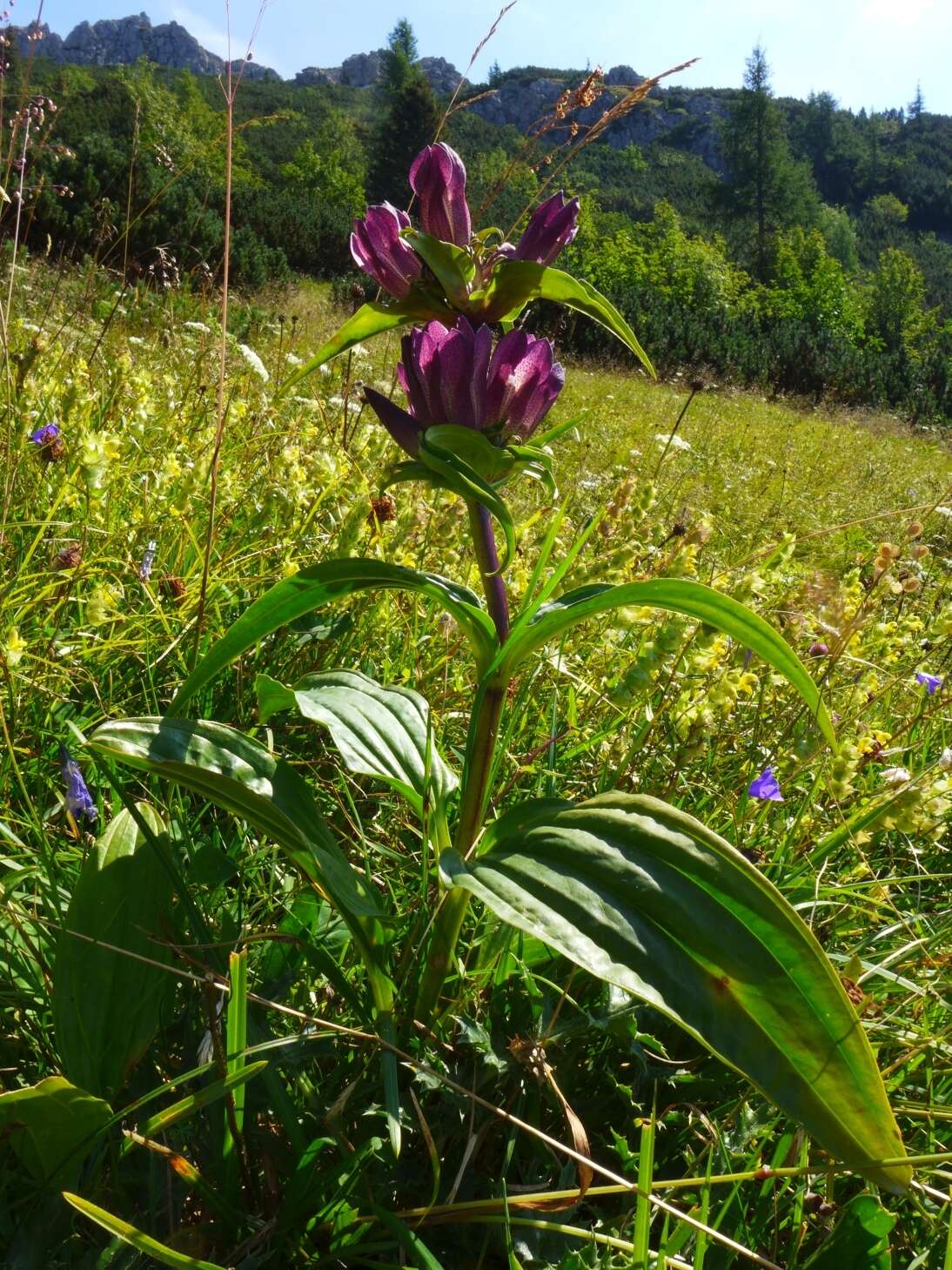 Image de Gentiana pannonica Scop.