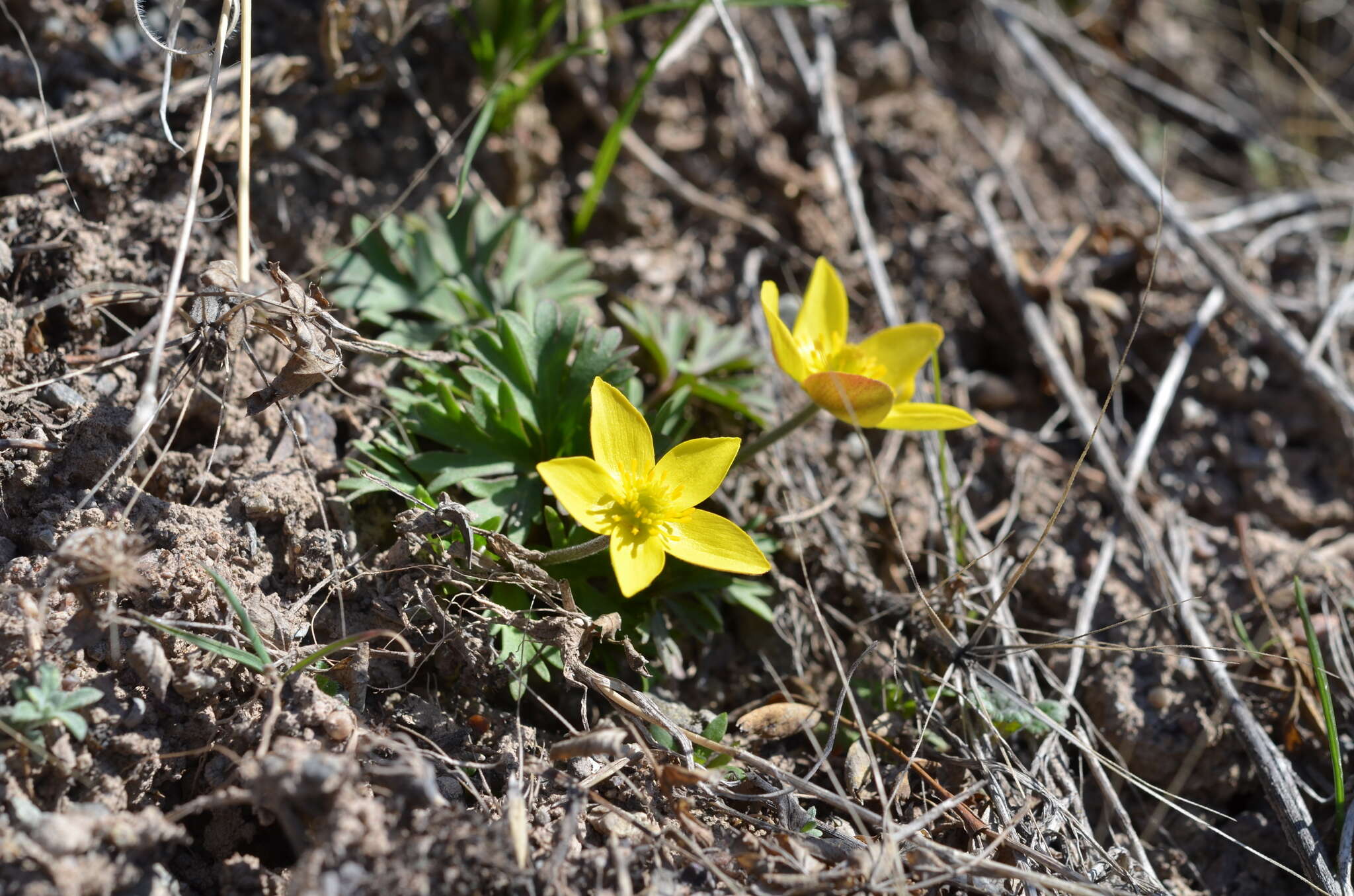 صورة Anemone biflora var. gortschakowii (Kar. & Kir.) Sinno