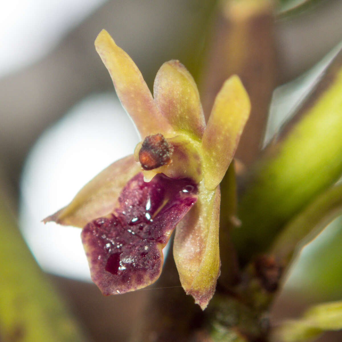 Imagem de Luisia brachystachys (Lindl.) Blume