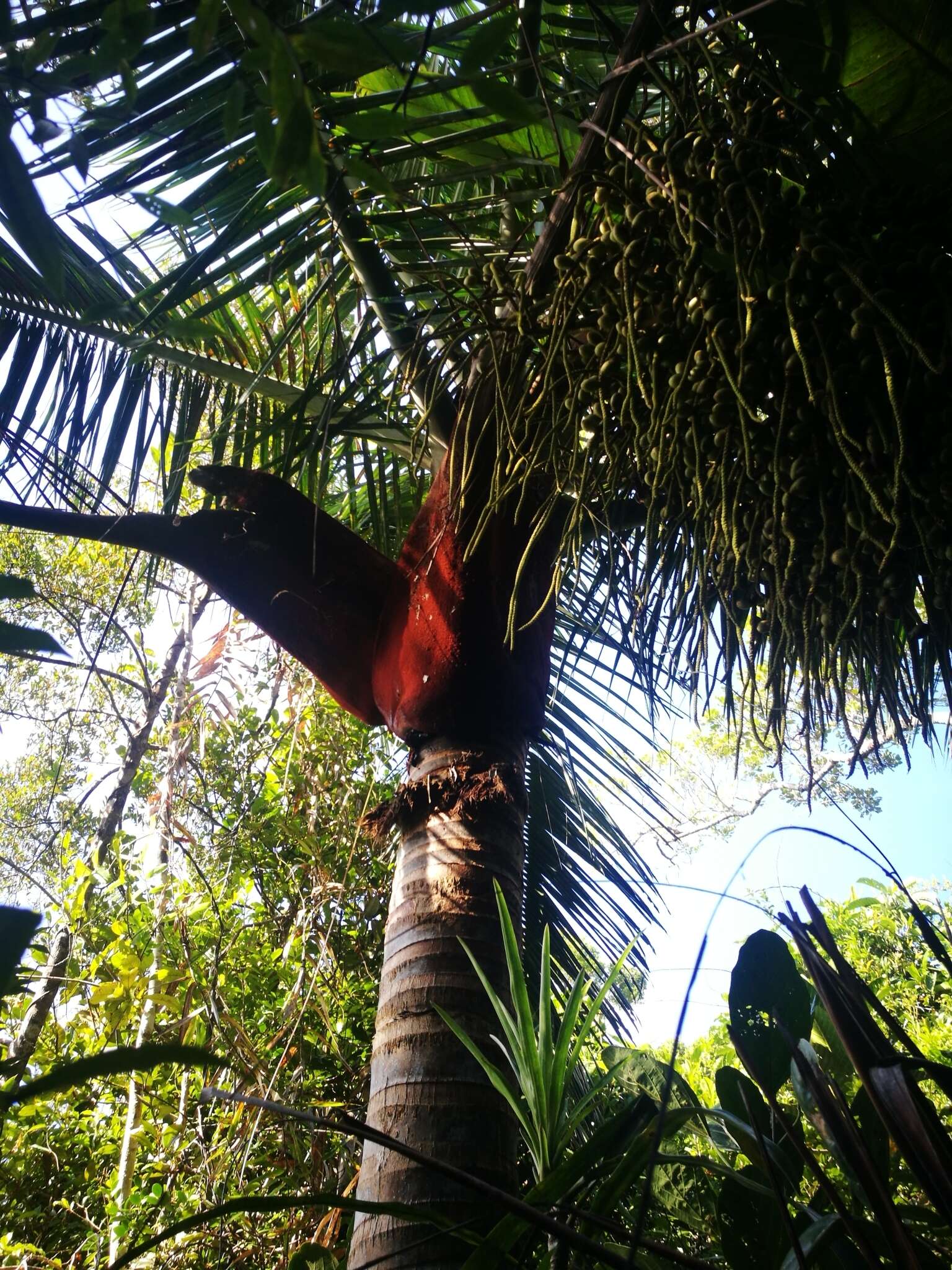 Image of Dypsis lastelliana (Baill.) Beentje & J. Dransf.