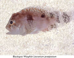 Image of Blackspot waspfish