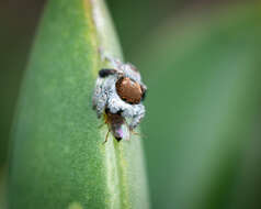 Image of Maratus albus Otto & Hill 2016