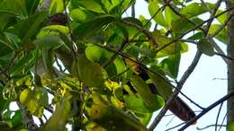 Image of Rufous-bellied Chachalaca