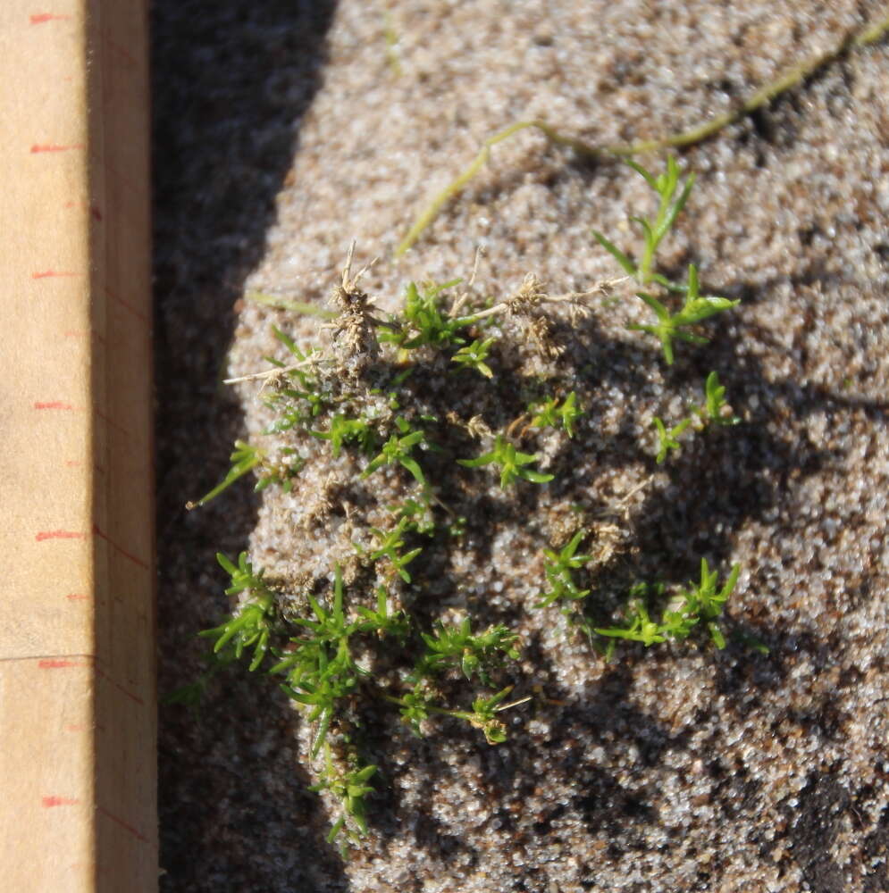 Image of birdeye pearlwort