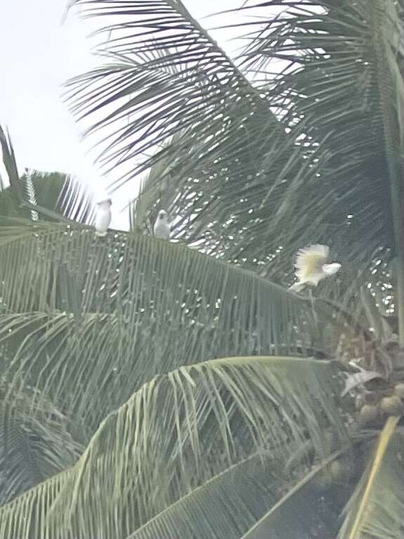 Cacatua alba (Müller & Pls 1776) resmi