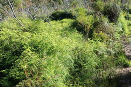 Plancia ëd Gleichenia polypodioides (L.) Sm.