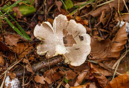 Image of Tricholoma scalpturatum (Fr.) Quél. 1872